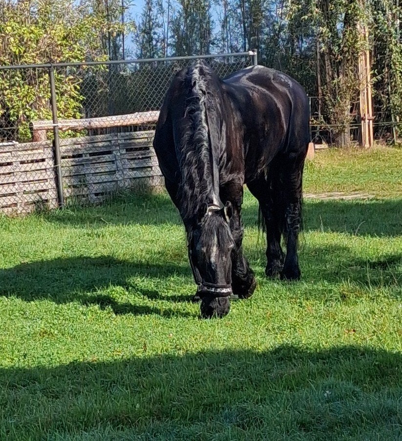 Pensioenplek aangeboden