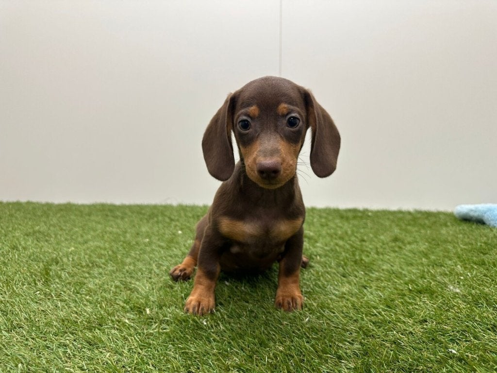 Gladharige Dwergteckel pups, Dieren en Toebehoren, Honden | Teckels en Dashonden, België, 8 tot 15 weken, Korthaar, Dwerg