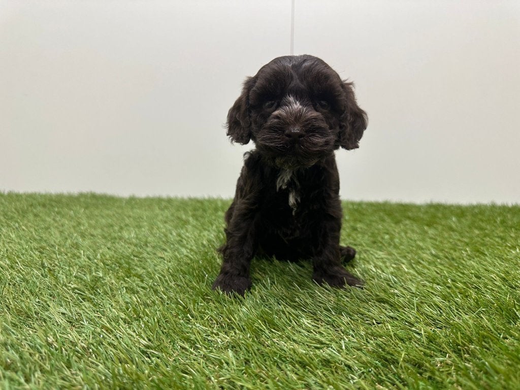Nestje Cockapoo, België, 15 weken tot 1 jaar, Overige rassen, CDV (hondenziekte)