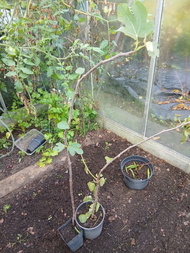 vijgenboom, Ophalen, In pot, 100 tot 250 cm, Vijgenboom
