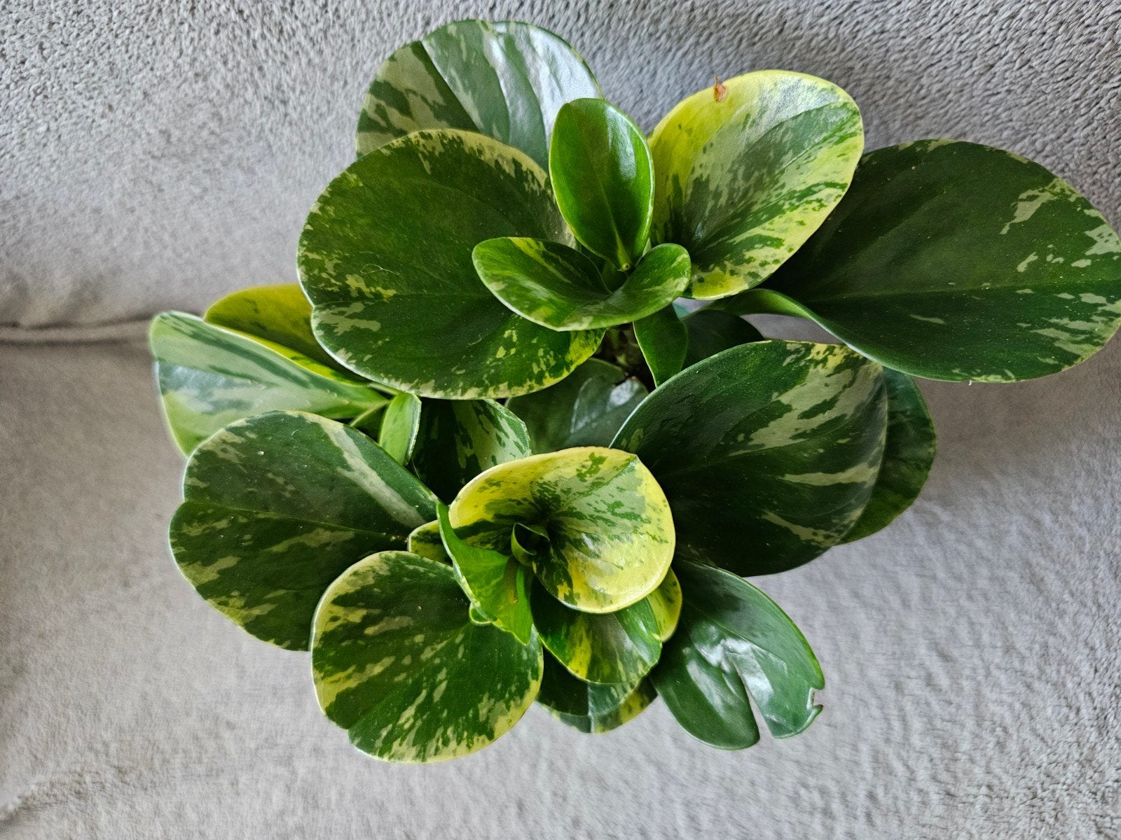 Peperomia panaché (sans le cache pot), Maison & Meubles, Enlèvement