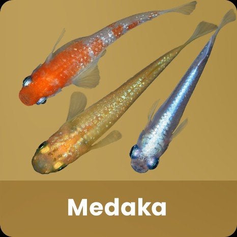 gezocht visjes, Dieren en Toebehoren, Vissen | Aquariumvissen