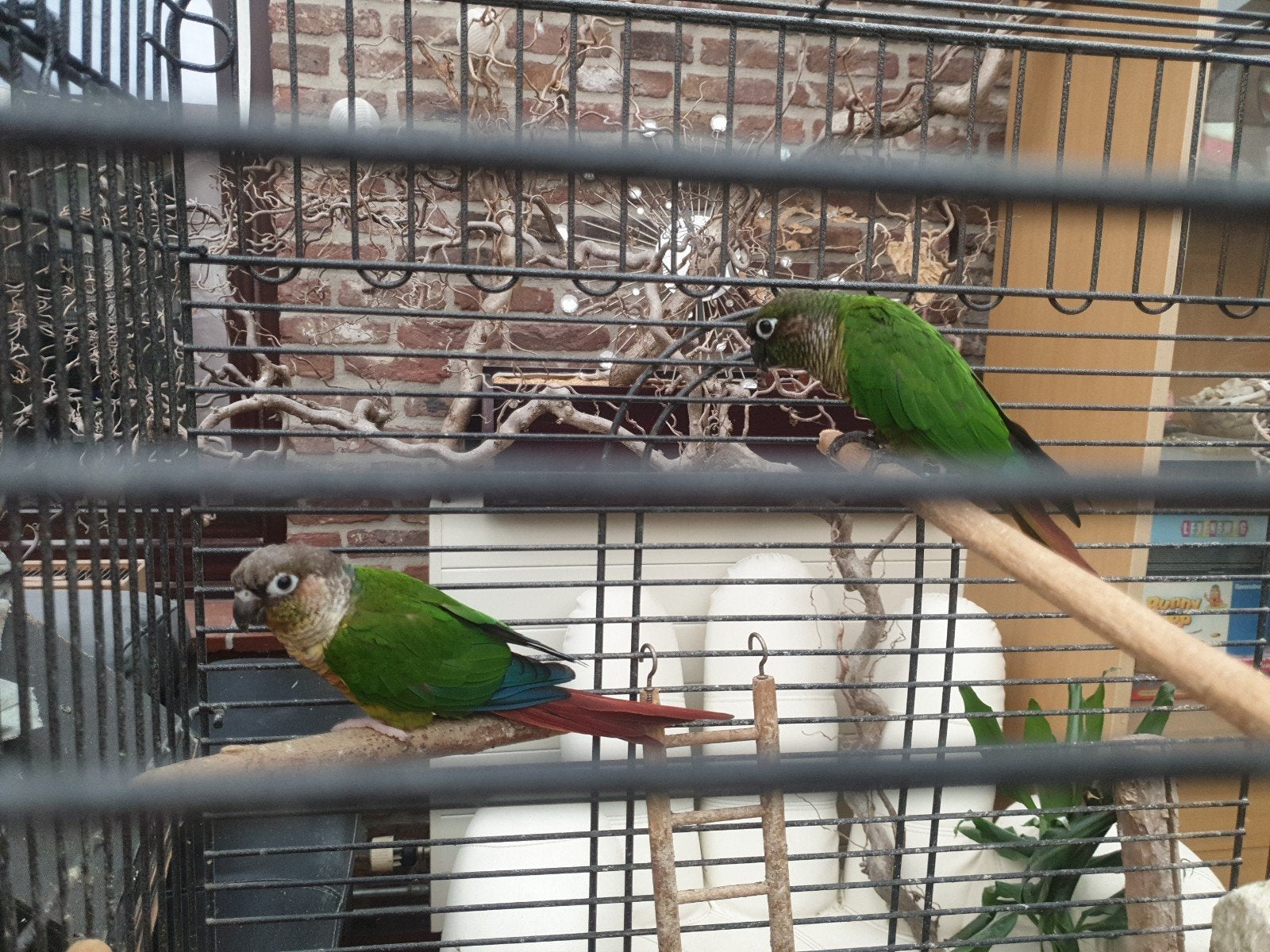 Koppel Pyrrhura papegaaien (geringd), Dieren en Toebehoren, Meerdere dieren, Dwergpapegaai of Agapornis, Tam