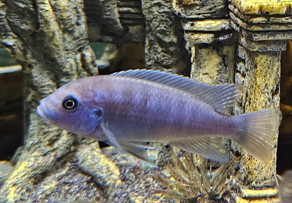 Maylandia Estherae minos reef malawi cichliden, Dieren en Toebehoren, Vis, Zoetwatervis