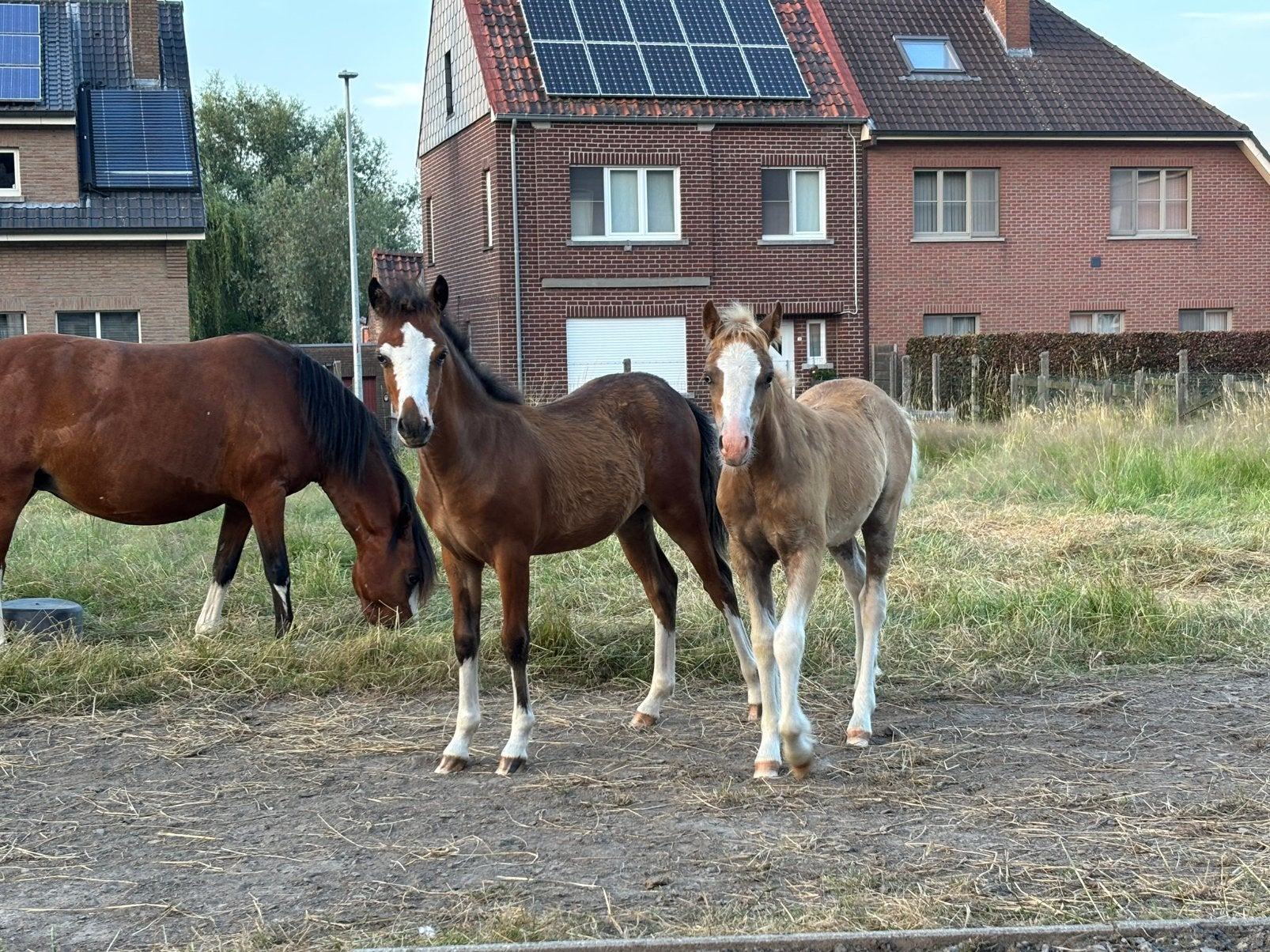 Welsh A veulens/jaarling, Dieren en Toebehoren, Pony's, Hengst, Ontwormd