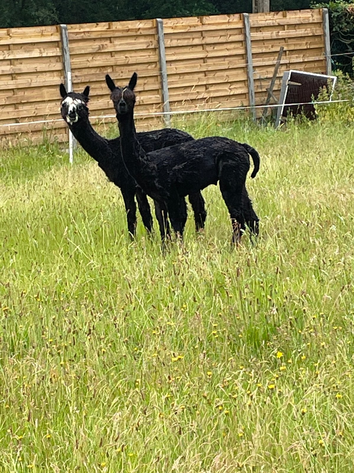 Alpaca