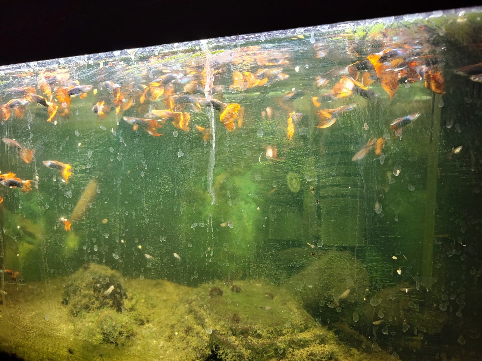 gratis guppie mannetjes, Dieren en Toebehoren, Vis, Zoetwatervis, Schoolvis