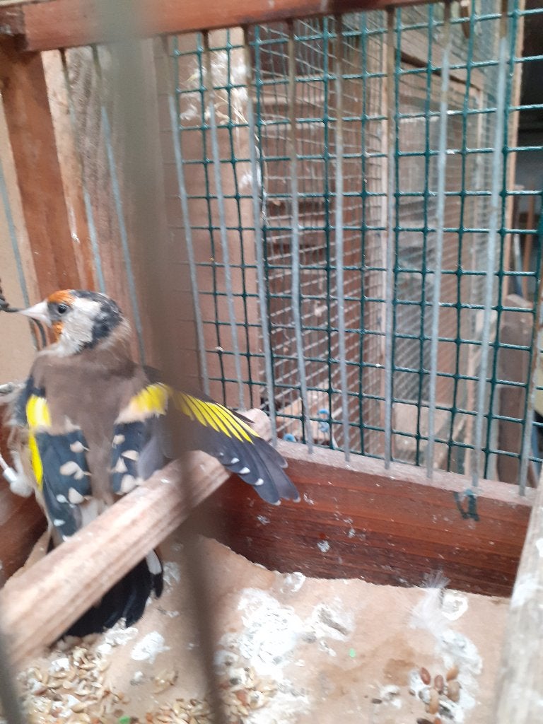 Chardonneret femelle, Animaux & Accessoires, Femelle, Oiseau chanteur sauvage, Bagué