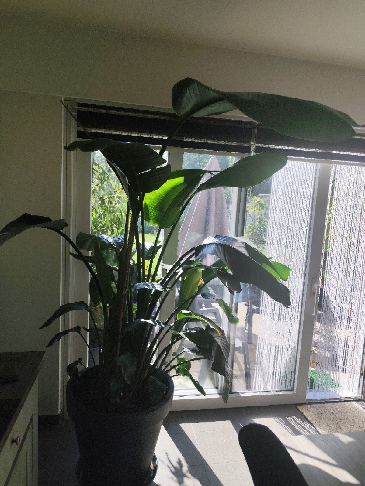 Grote Strelitzia nicolai, Plante potagère, En pot, 150 à 200 cm, Enlèvement