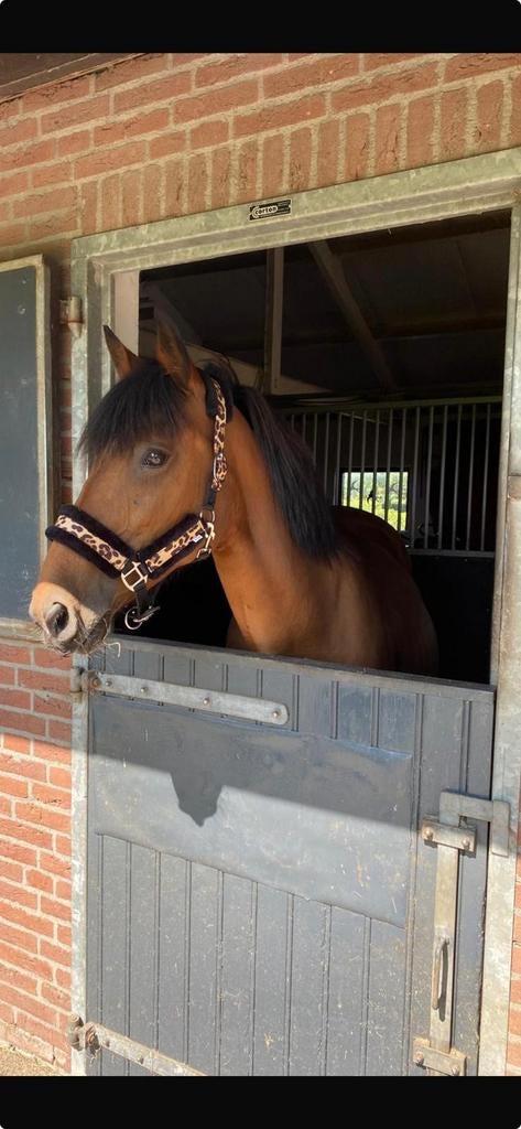 Superlieve pony zoekt nieuwe thuis