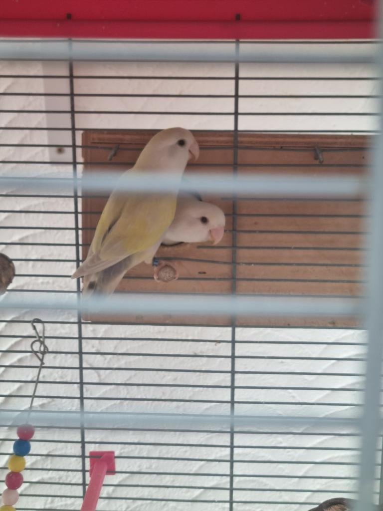 Grande cage avec 3 couples, Dieren en Toebehoren, Vogels | Kanaries