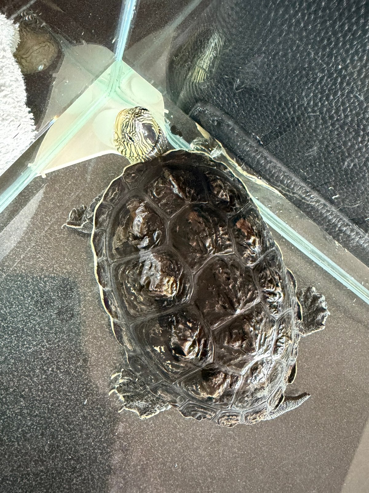 Gratis waterschildpad, Dieren en Toebehoren, Ophalen, Gebruikt