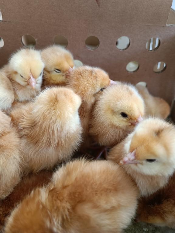 poussins a commander 7 rasses traditionelle pour 23 juin, Plusieurs animaux, Poule ou poulet