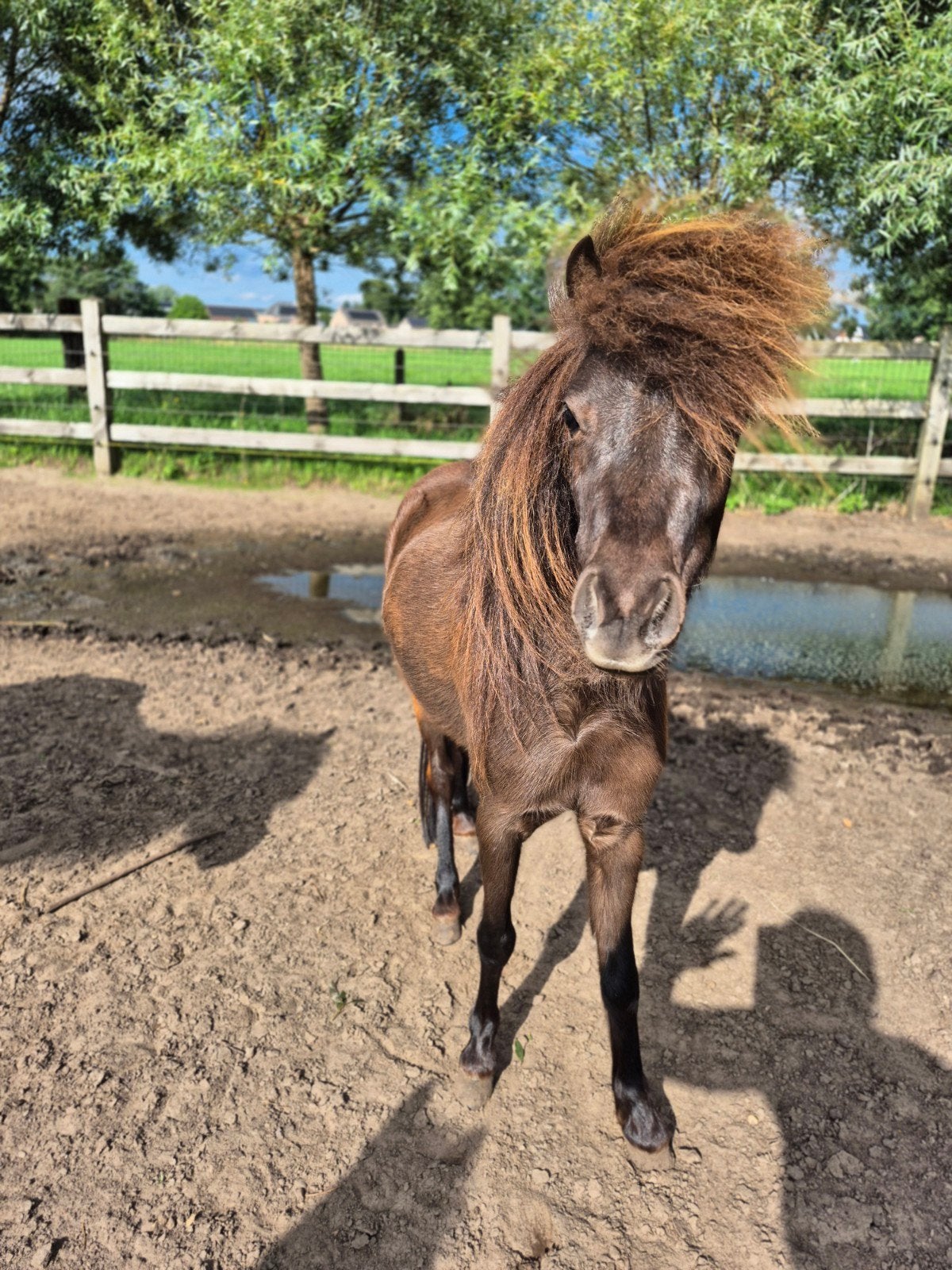 2 jarige amha/amhr/nmprs merrie, Jument