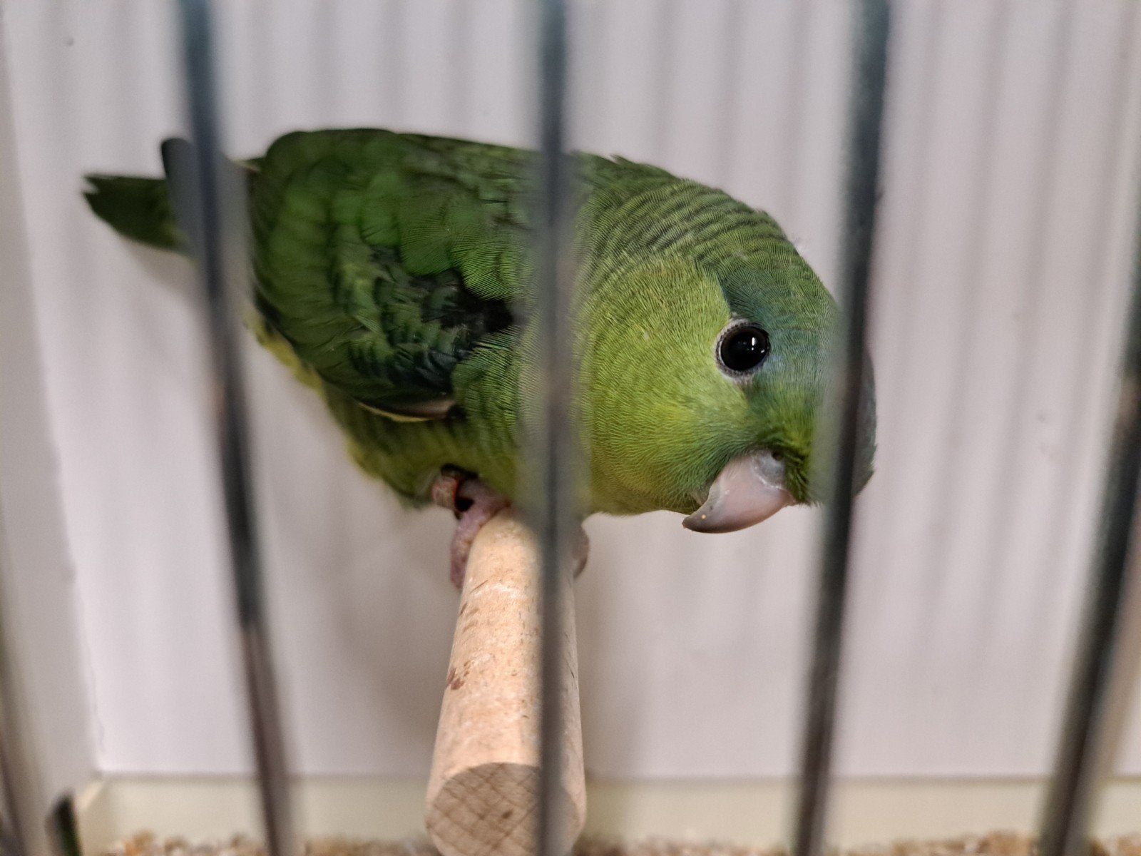Catharina parkiet gratis, Dieren en Toebehoren, Parkiet, Geringd
