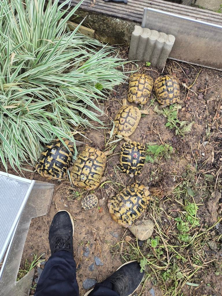 Tortue hermann  boettgeri, Enlèvement
