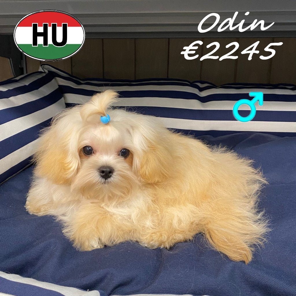 Maltipoo Odin : petit par sa taille, grand par son charme, 15 semaines à 1 an, Chien (mâle), Hépatite contagieuse (maladie de Rubarth)