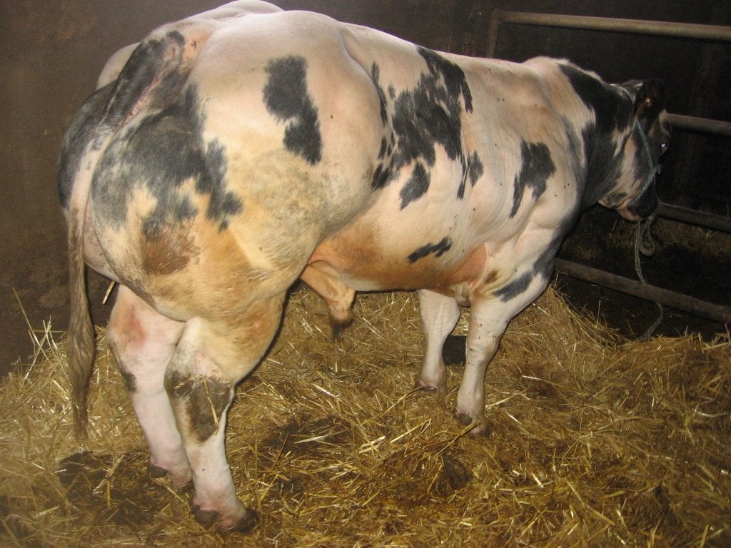 Dekstier zoon van Happy en vrij van alle gebreken., Animaux & Accessoires, Mâle, 0 à 2 ans
