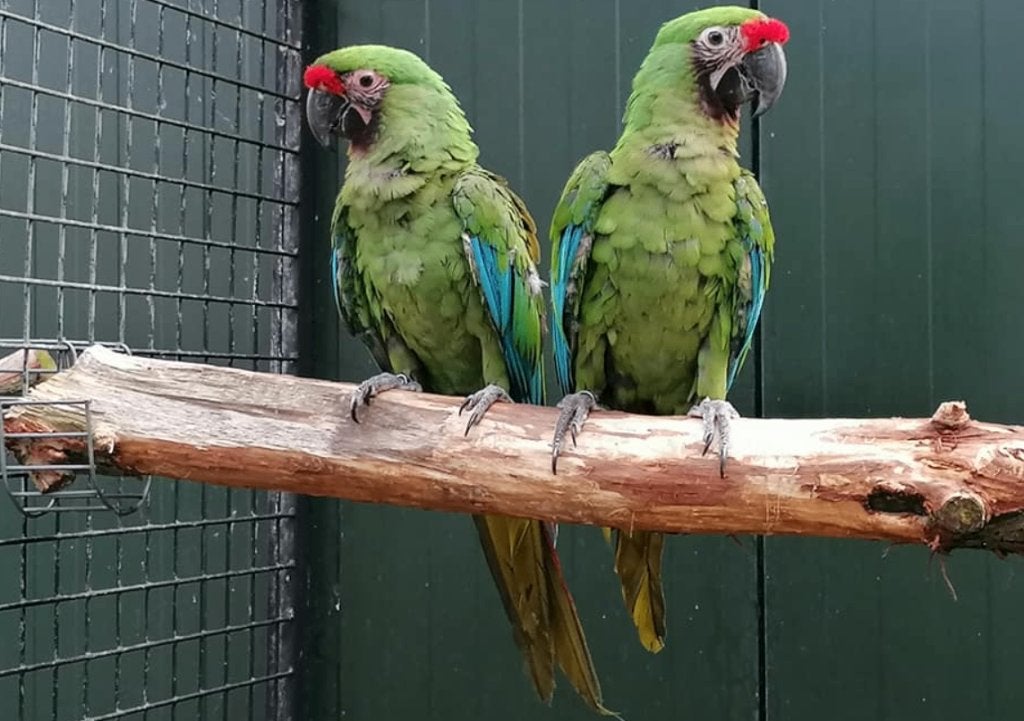 Ara militaris (ara soldat, presque prêt à être cultivé), Plusieurs animaux, Perroquet, Bagué