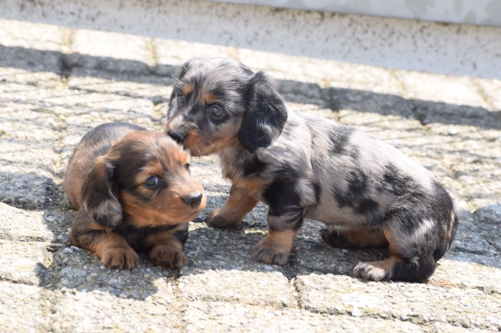 Mini-chiots à poil long teckel, 15 semaines à 1 an, Éleveur | Professionnel, Poils longs, Plusieurs