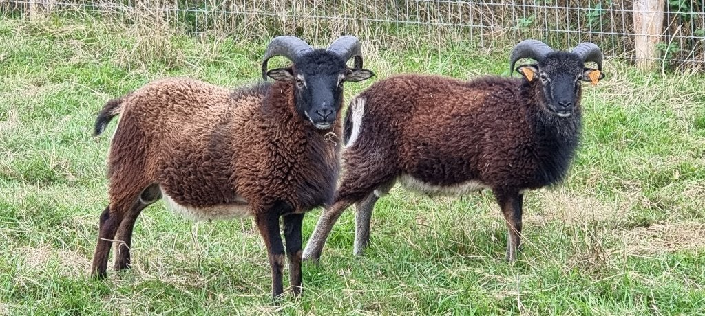 Soay - lam agneaux, Animaux & Accessoires