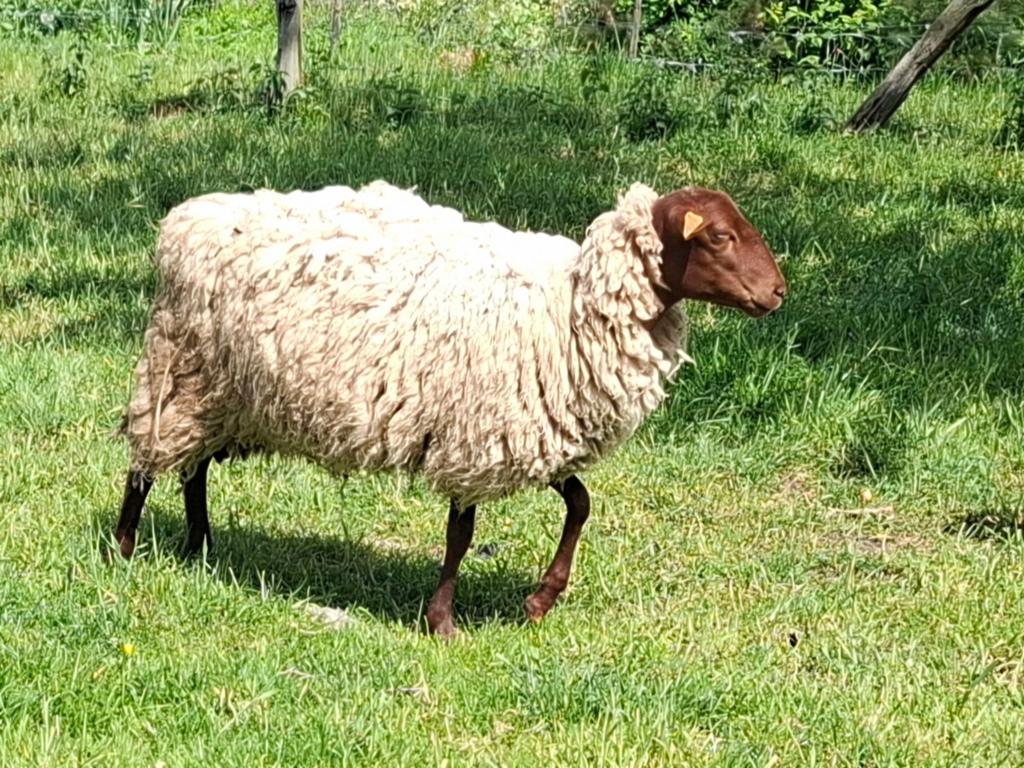 Brebis (femelle) à vendre, Femelle, Mouton, 0 à 2 ans