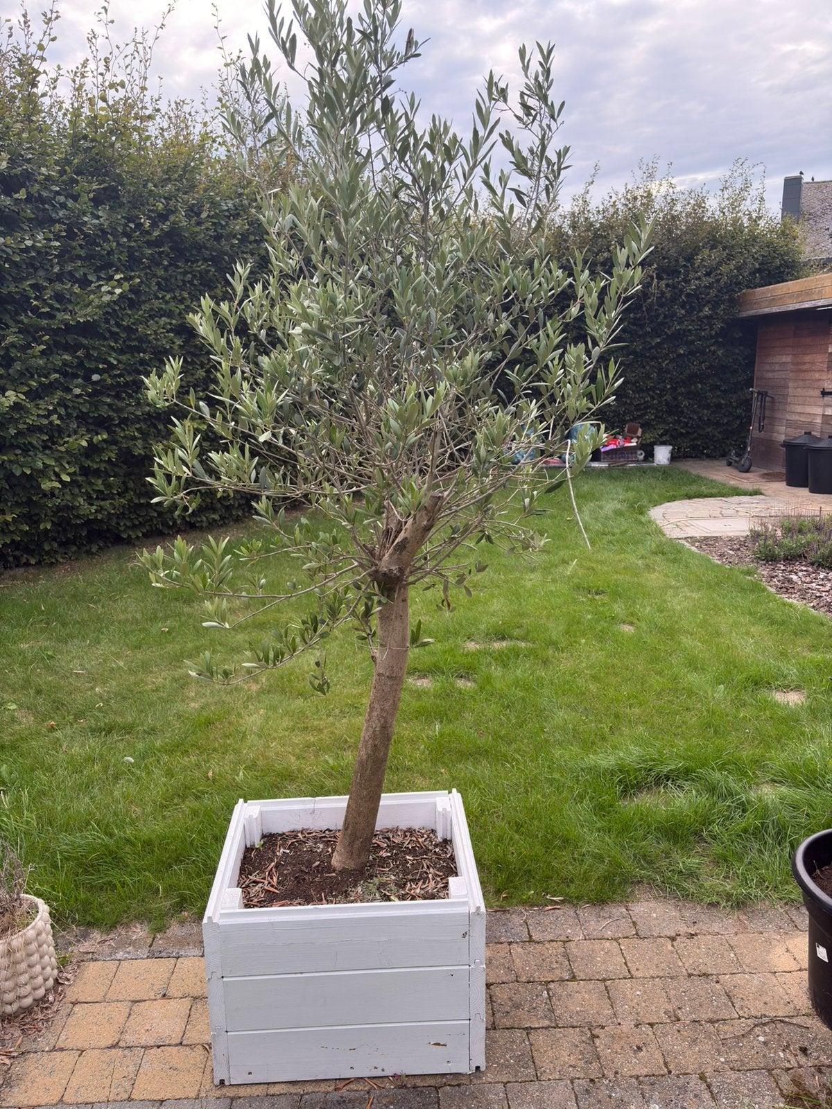 Olivier, Jardin & Terrasse, Plantes | Arbres, En pot, Ne fleurit pas, Plein soleil, 250 à 400 cm