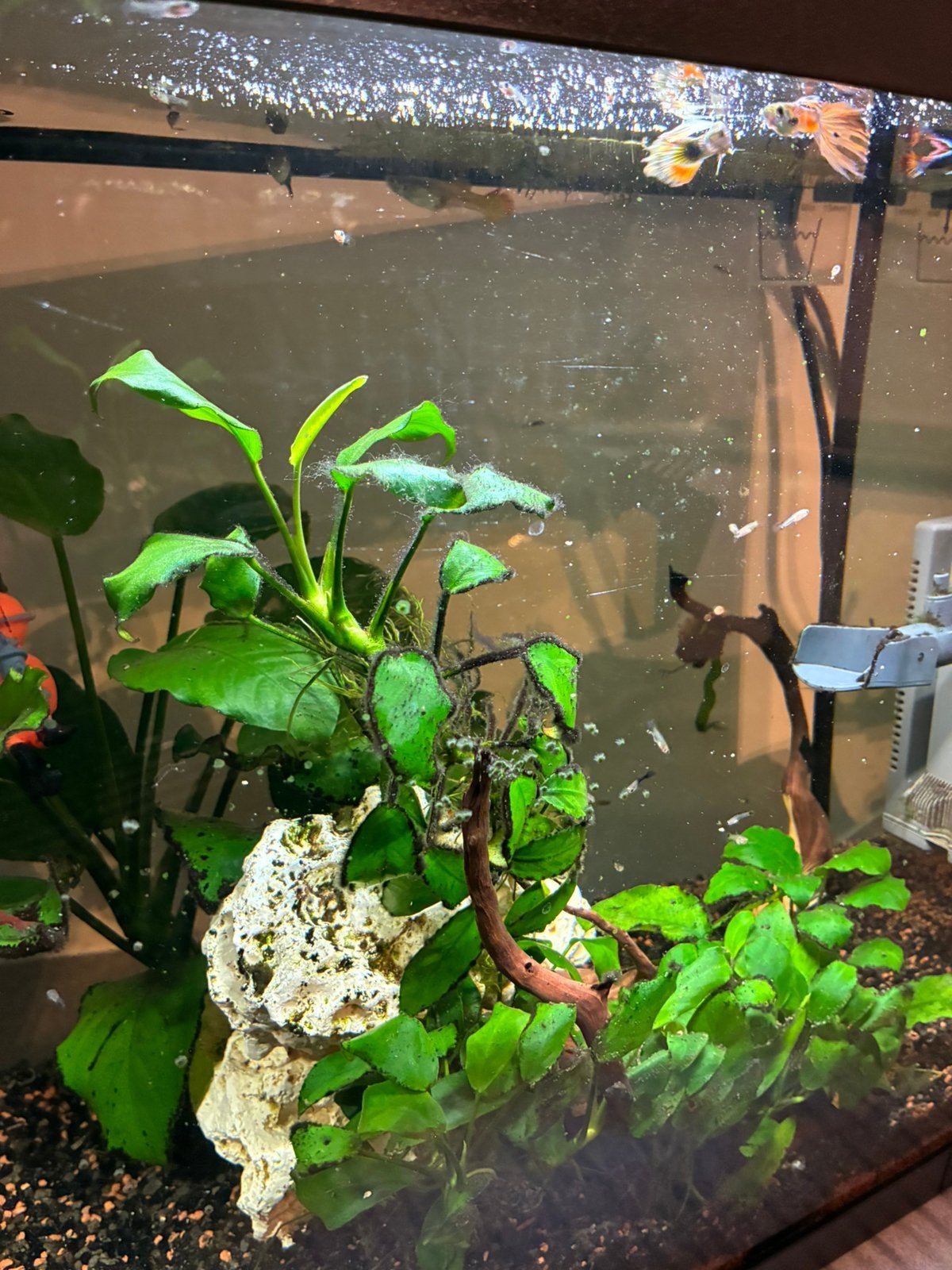 Guppy’s, Dieren en Toebehoren, Ophalen, Zo goed als nieuw