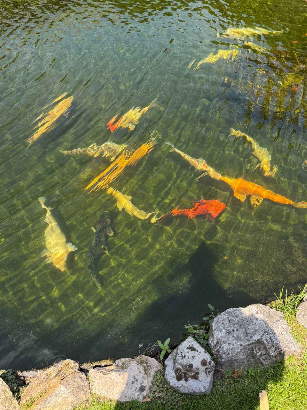 Koi vissen te koop, Karper of Koi