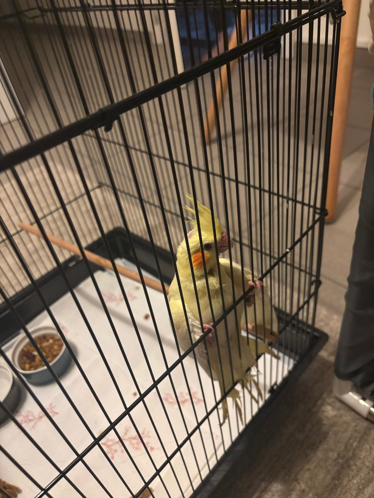 Calopsitte âgé de 6 semaines, Animaux & Accessoires, Oiseaux | Canaris