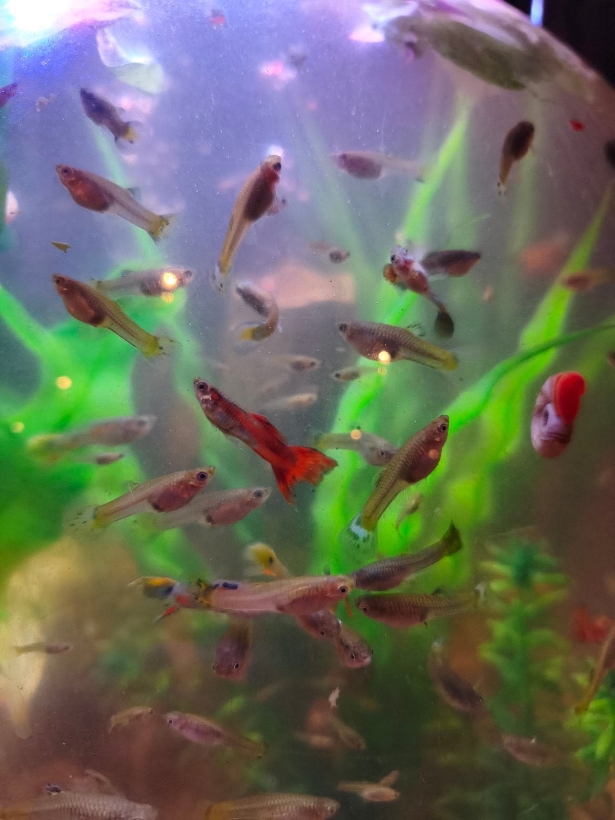 guppy's mannetjes en vrouwtjes