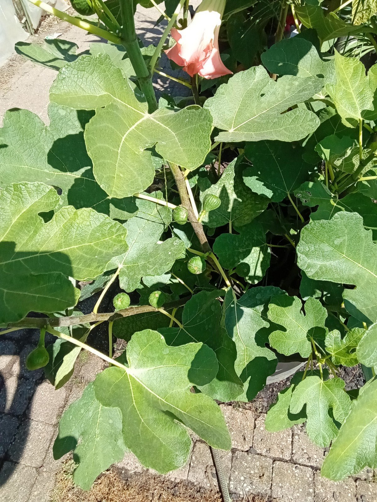 kuip met vijgen planten, Tuin en Terras, Ophalen, Minder dan 100 cm, Volle zon, In pot