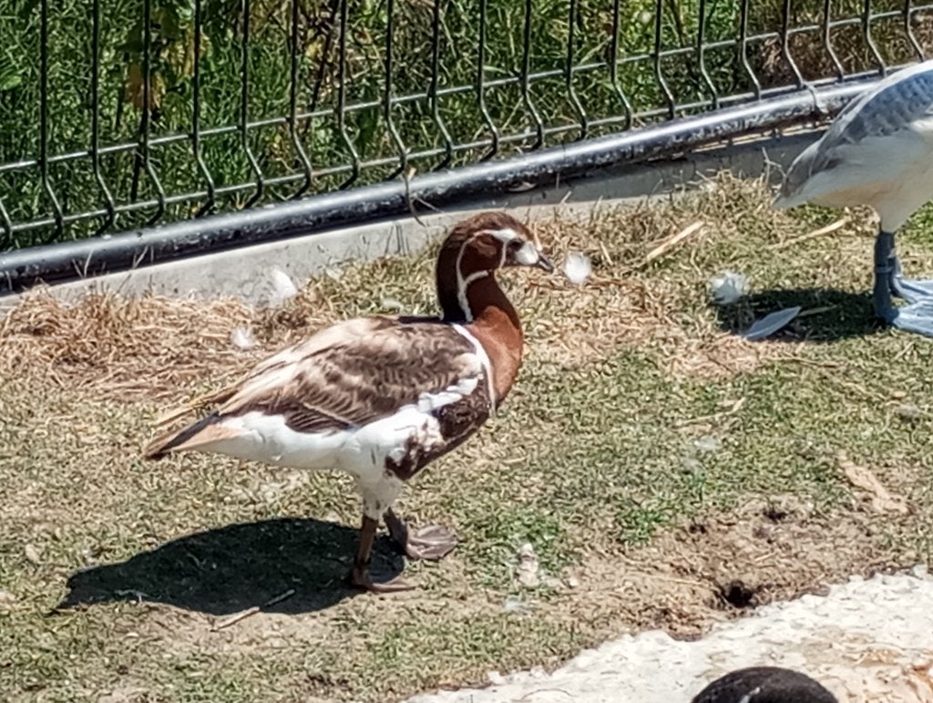 Oie à poitrine rousse (blonde)