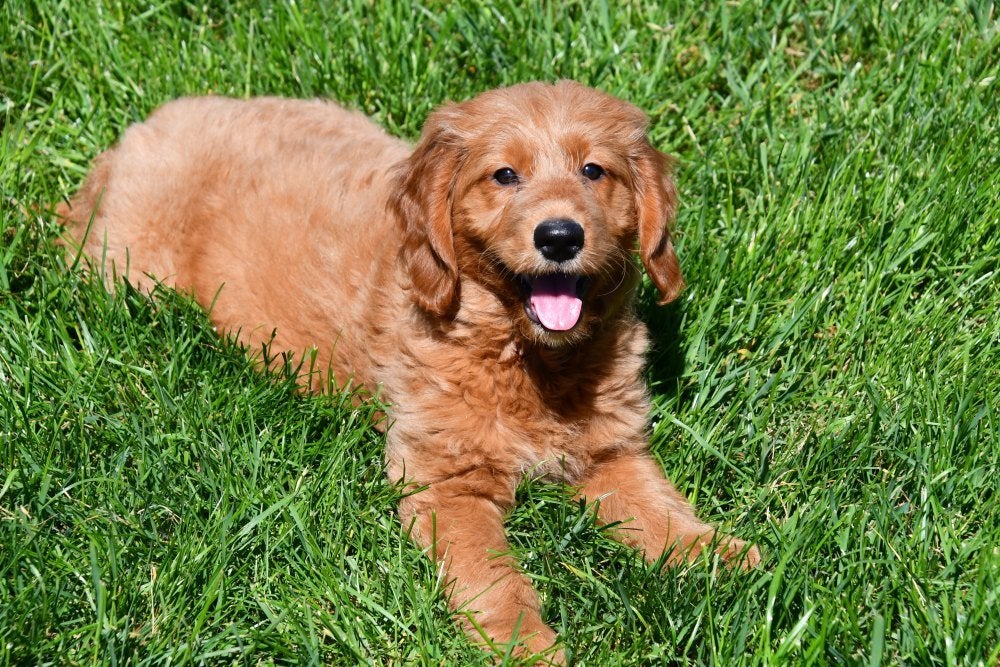 Goldendoodle pups te koop, Dieren en Toebehoren, 15 weken tot 1 jaar, Overige rassen, Buitenland, Teef