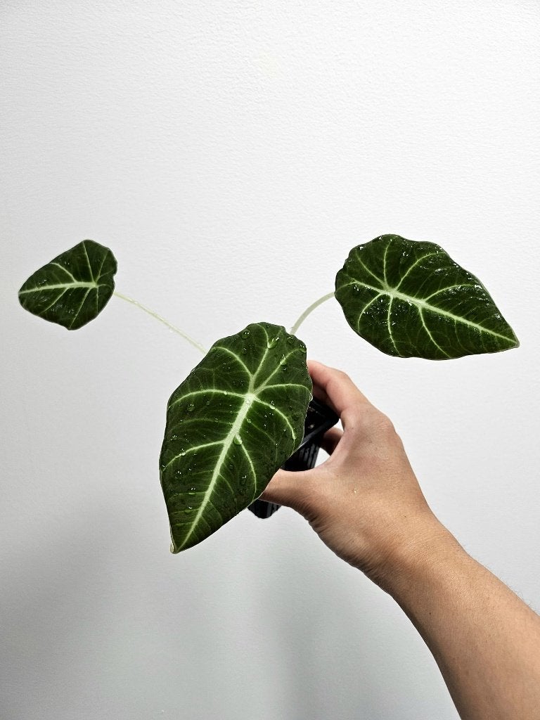 Alocasia Black Velvet #3, Autres espèces, En pot, Enlèvement ou Envoi, Moins de 100 cm