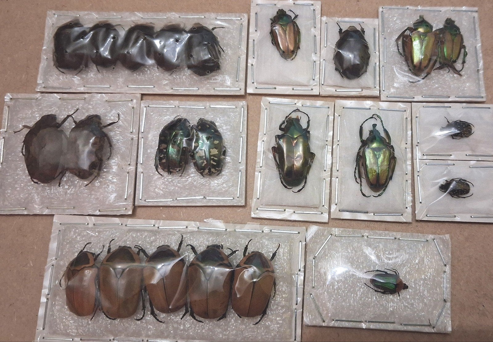 petit lot de cetoines pour collection, Collections, Enlèvement ou Envoi, Comme neuf, Insecte