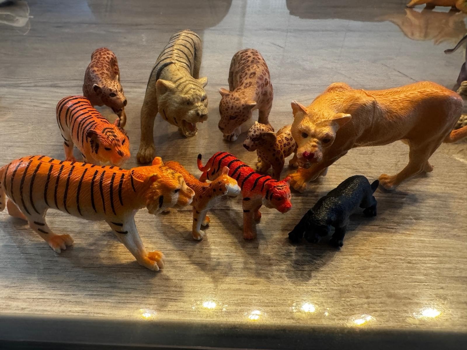10 chats sauvages : tigres, panthères et léopards, Animaux & Accessoires