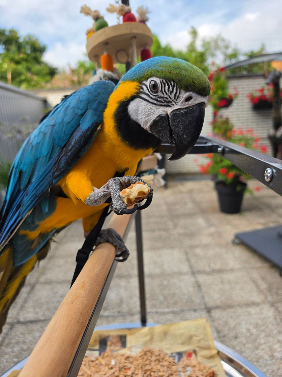 Perroquet ara bleu, Animaux & Accessoires, Oiseaux | Perruches & Perroquets, Mâle, Perroquet, Bagué