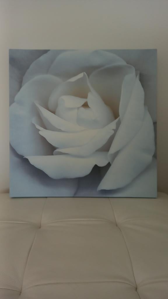 Canvas witte roos, Ophalen