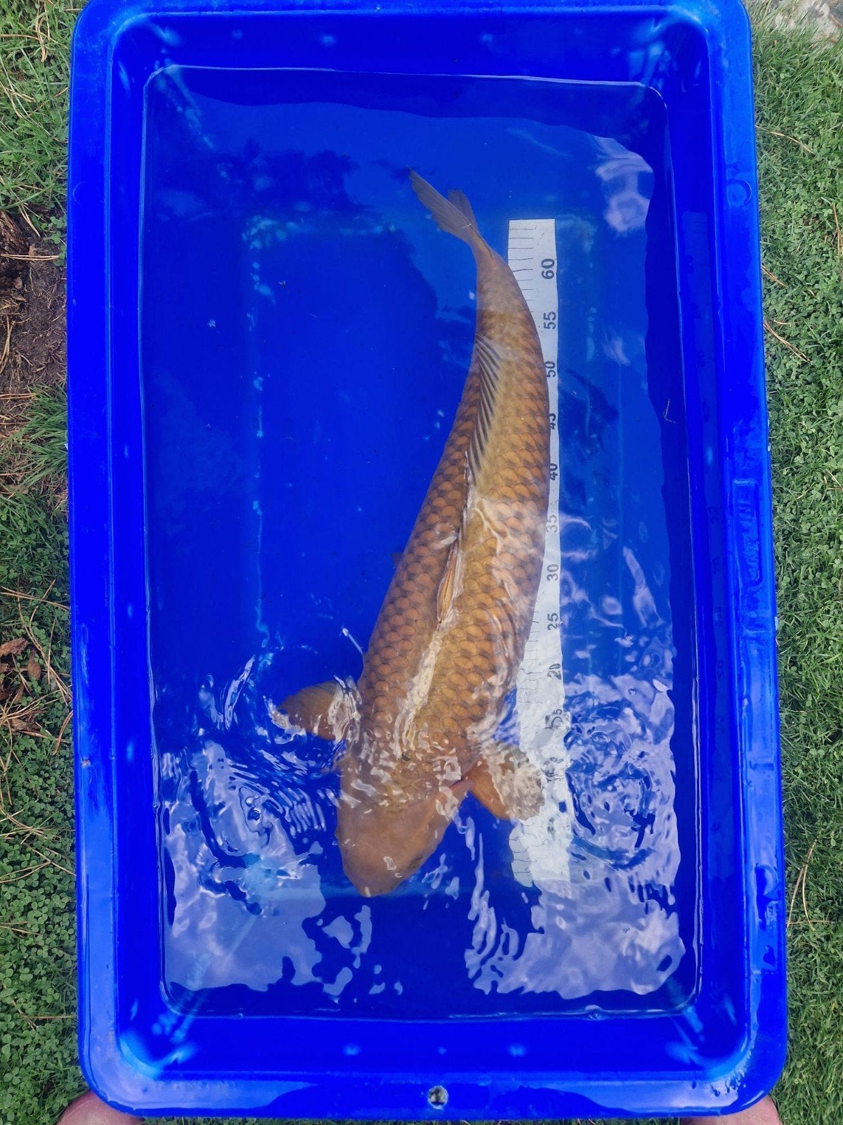 Très grand Chagoi de Hirasawa 65-70 cm, Animaux & Accessoires