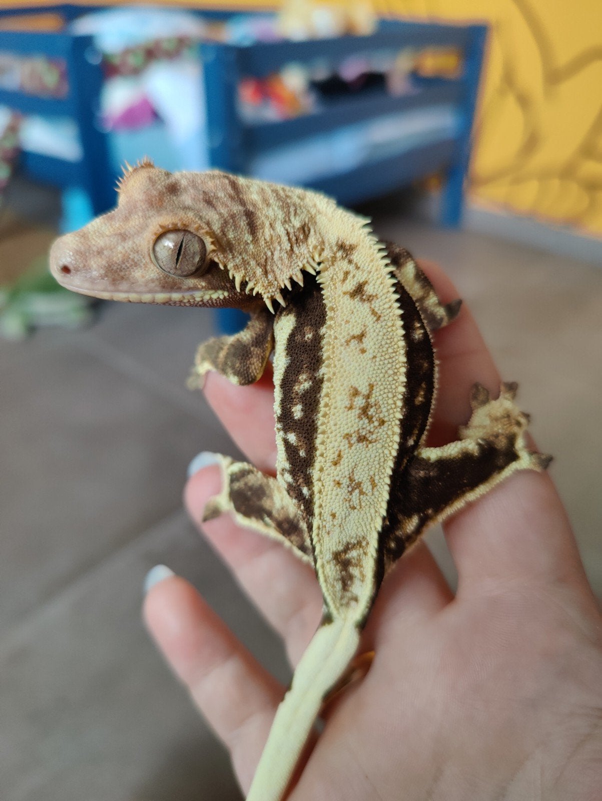 wimpergekko proven quad female