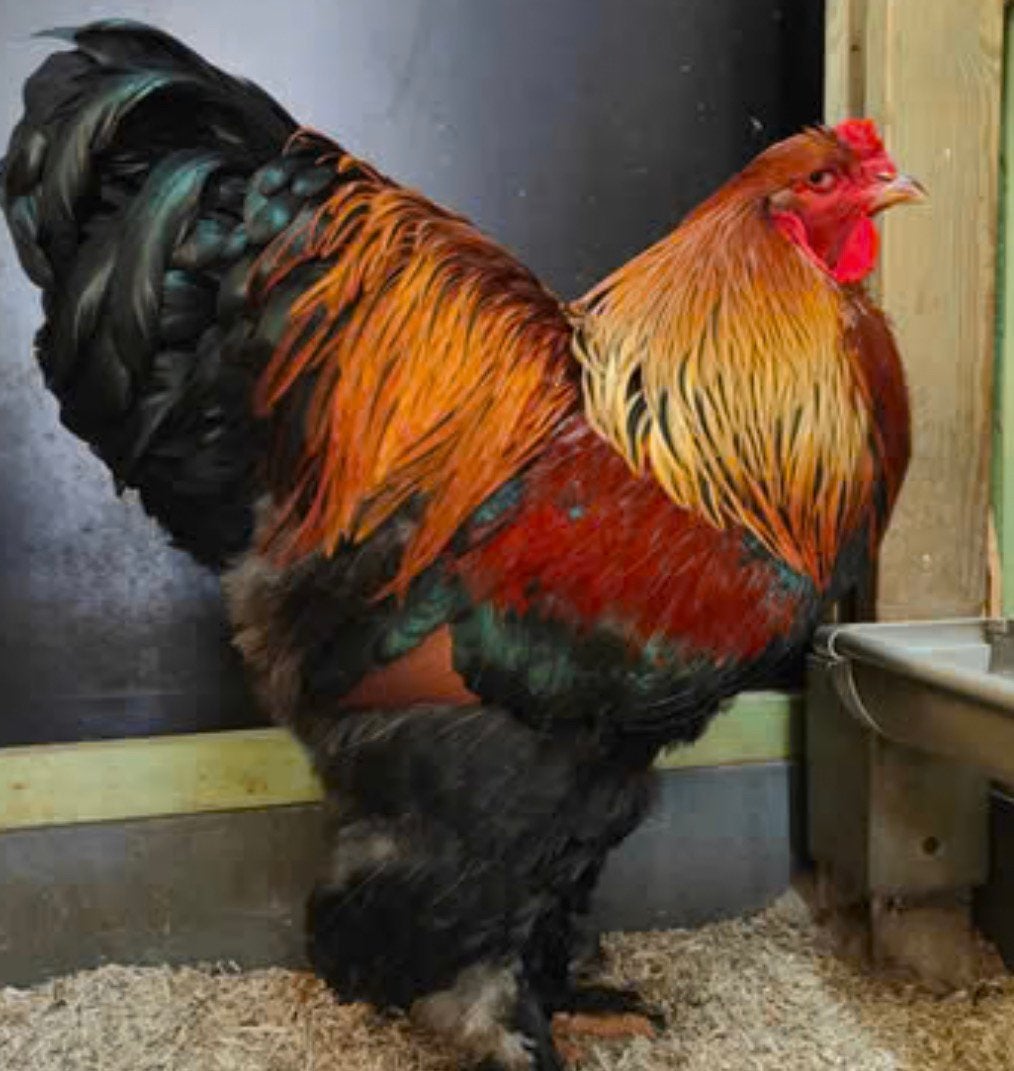 2 brahma goudpatrijs haan, Dieren en Toebehoren, Mannelijk, Kip