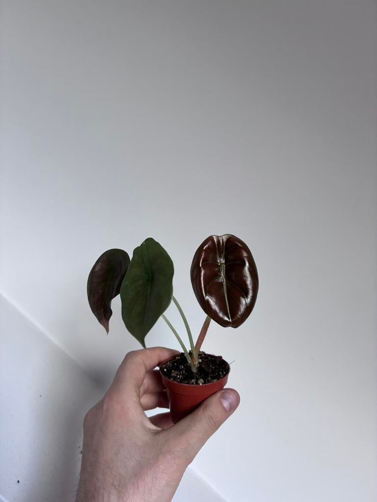 Alocasia red secret, Ophalen