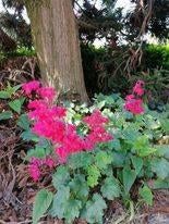 heuchera, Tuin en Terras, Planten | Tuinplanten, Ophalen, Lente, Vaste plant, Halfschaduw