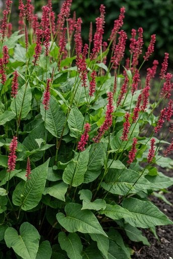 Persicaria amplexicaulis 'Speciosa', Enlèvement, Été, Plante fixe, Plein soleil