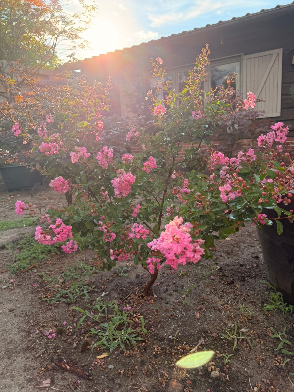 Lagerstroemia, Tuin en Terras, Ophalen