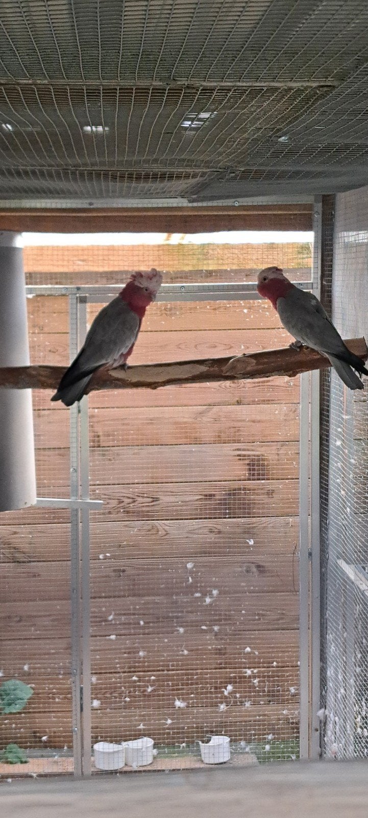 rosalbin, Animaux & Accessoires, Oiseaux | Perruches & Perroquets
