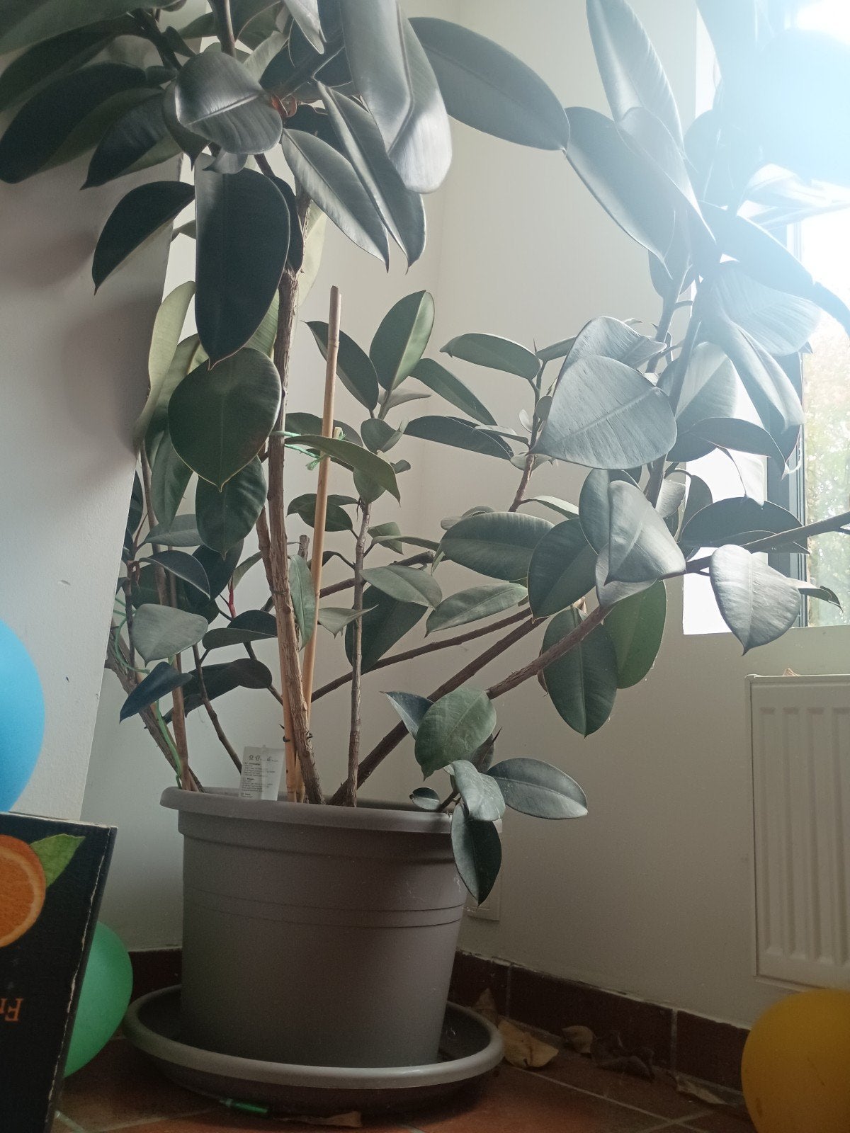grote Ficus, acht jaar oud., Ophalen, Ficus
