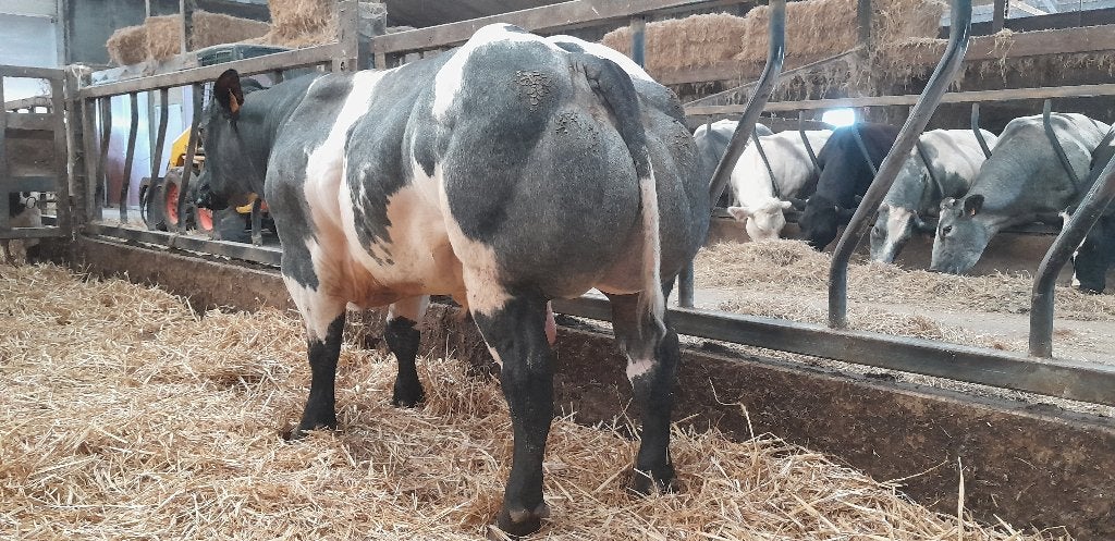 BWB dekstier, Dieren en Toebehoren, Runderen, Mannelijk