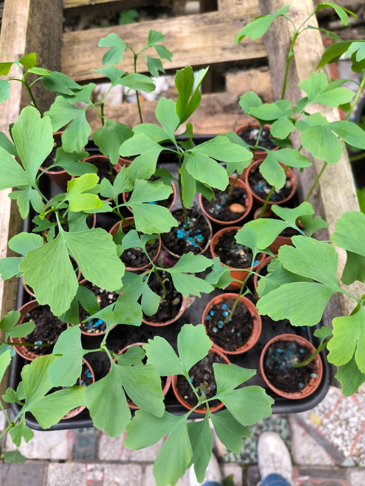 Ginkgo biloba, Tuin en Terras, Ophalen
